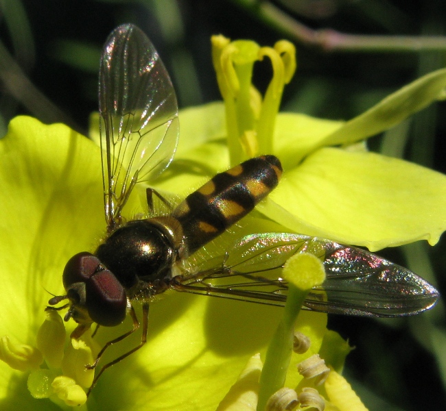 Eupeodes latifasciatus ?